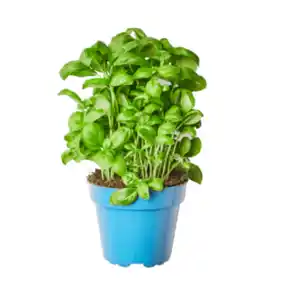 BIO Kräutertopf