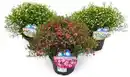 Bild 1 von Schleierkraut Gypsophila muralis 13 cm Topf