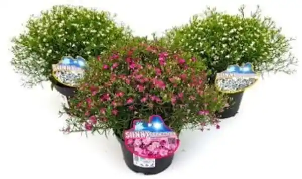 Bild 1 von Schleierkraut Gypsophila muralis 13 cm Topf