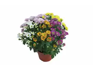 Chrysanthemen Elle Fleur
