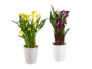 Calla im Keramikübertopf