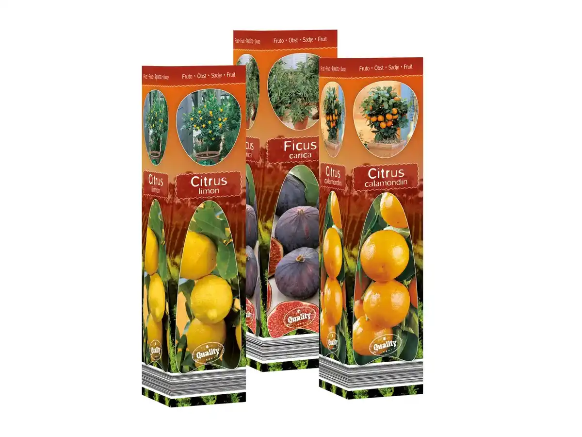 Bild 1 von Mediterrane Pflanzen