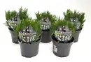 Bild 1 von Lavendel Lavandula angustifolia weiß