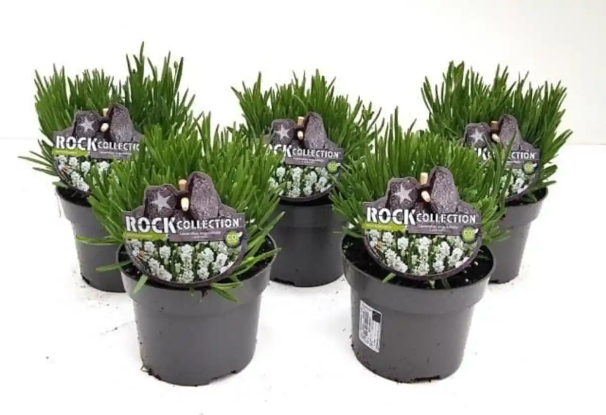 Bild 1 von Lavendel Lavandula angustifolia weiß