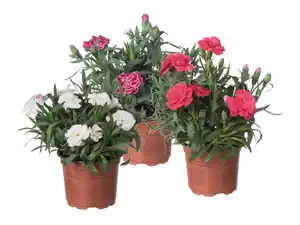 Nelken Dianthus
