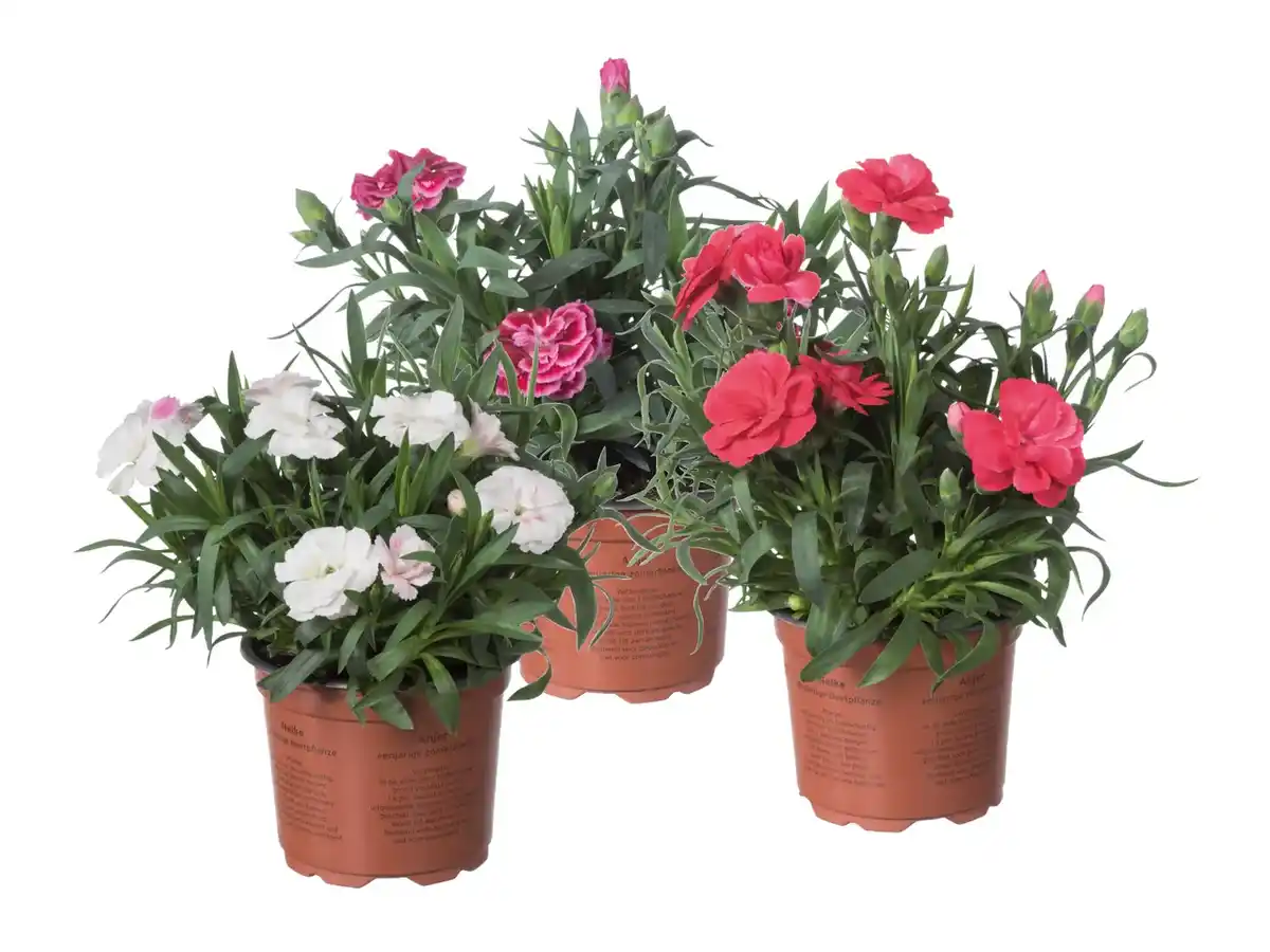 Bild 1 von Nelken Dianthus