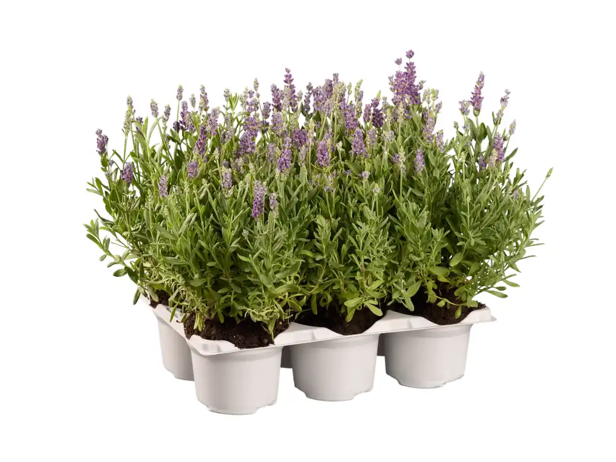 Bild 1 von Lavendel angustifolia