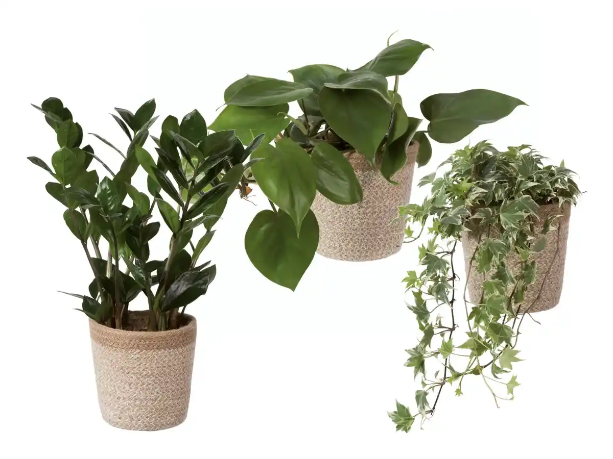 Bild 1 von Grünpflanze