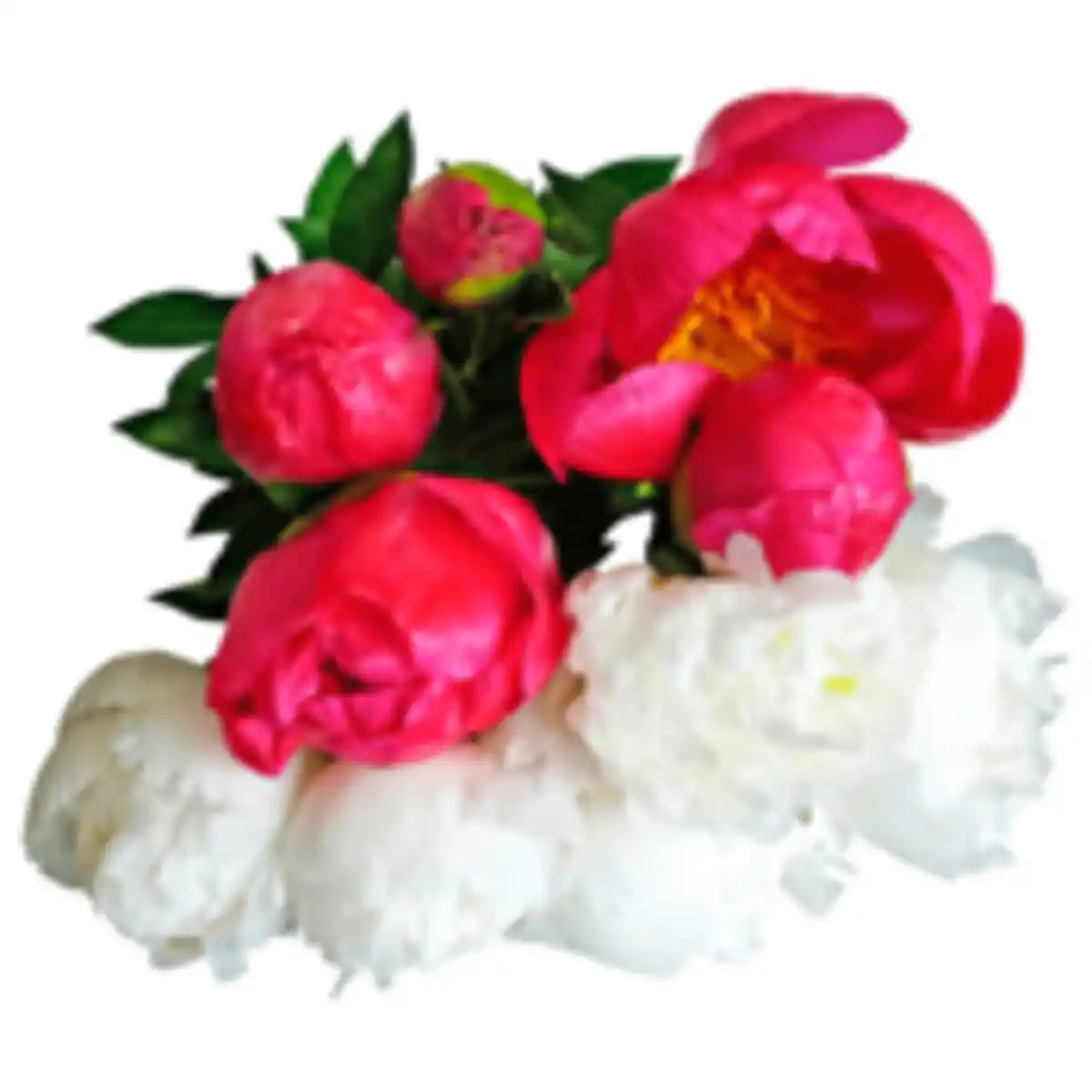 Bild 1 von Pfingstrosen