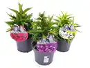 Bild 1 von Flammenblumen Phlox paniculta 13 cm Topf