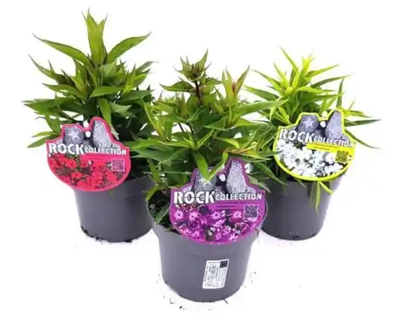 Bild 1 von Flammenblumen Phlox paniculta 13 cm Topf
