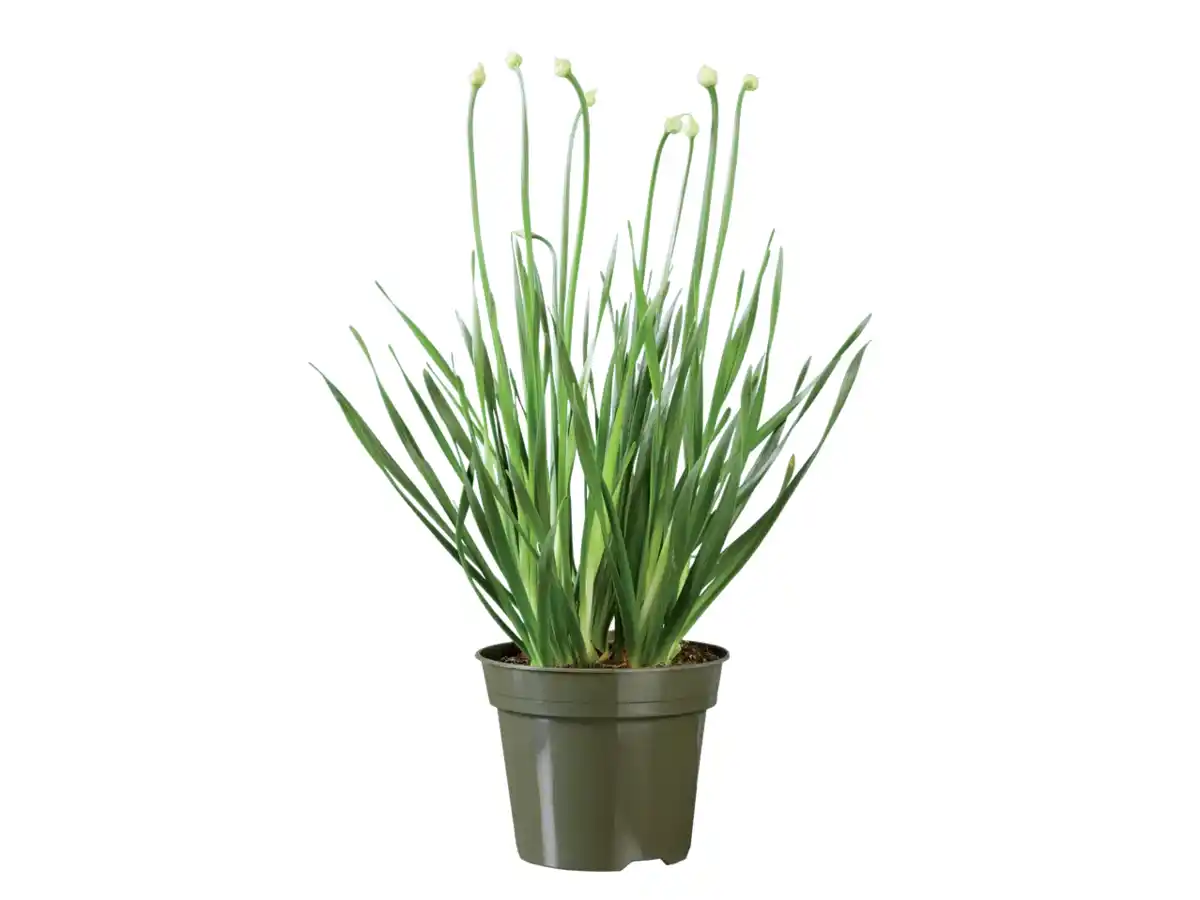 Bild 1 von Zierlauch