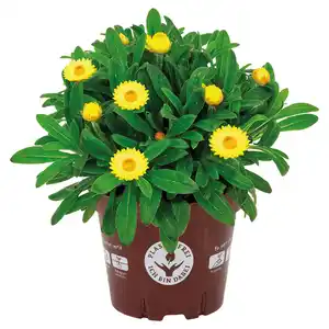 GARDENLINE Stauden im Topf