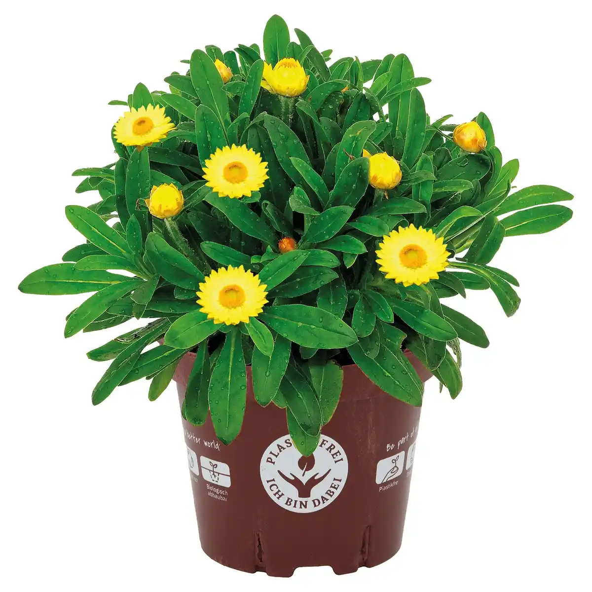 Bild 1 von GARDENLINE Stauden im Topf