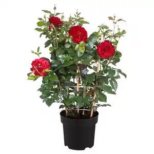 GARDENLINE Rose am Spalier Balbo