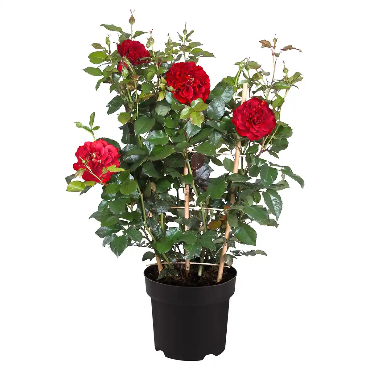 Bild 1 von GARDENLINE Rose am Spalier Balbo