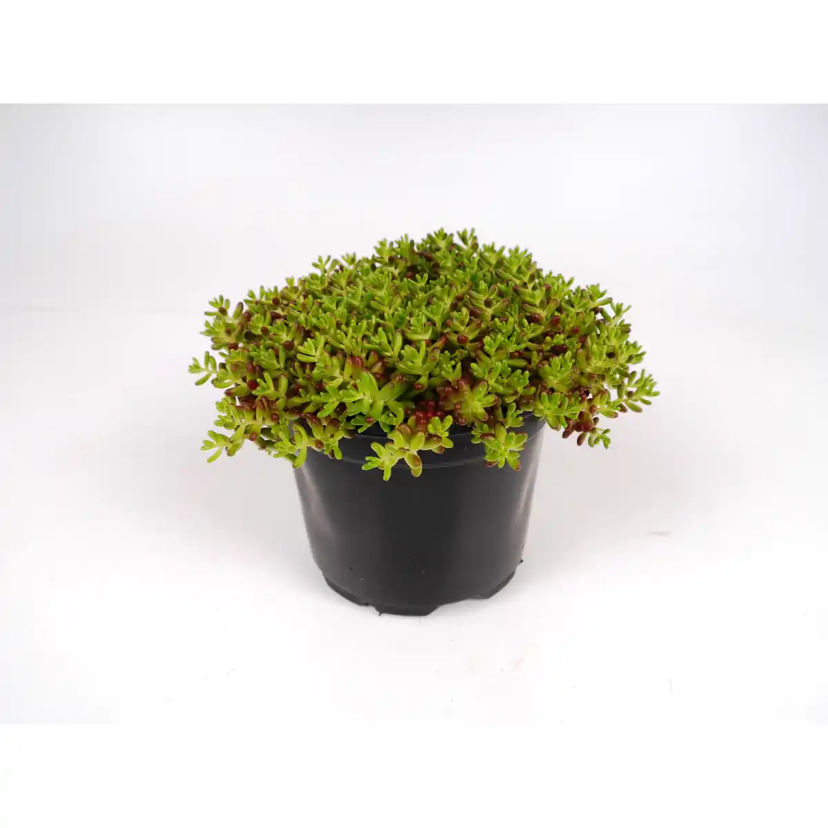 Bild 1 von Fetthenne verschiedene Sorten, 10,5 cm Topf