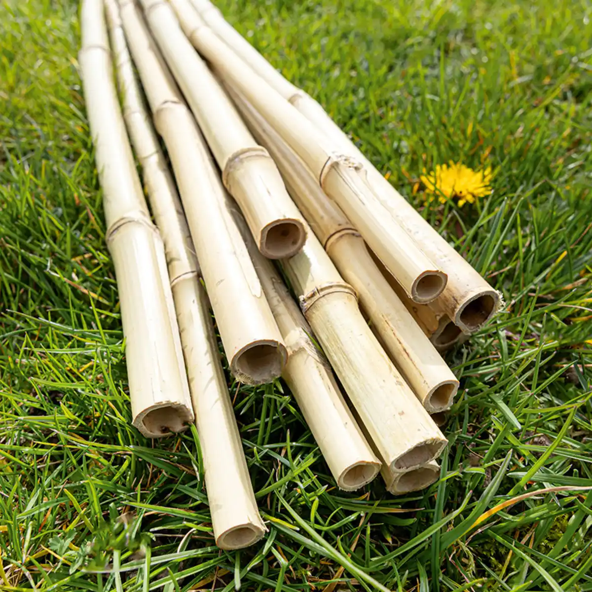 Bild 1 von Powertec Garden XL-Bambusstäbe