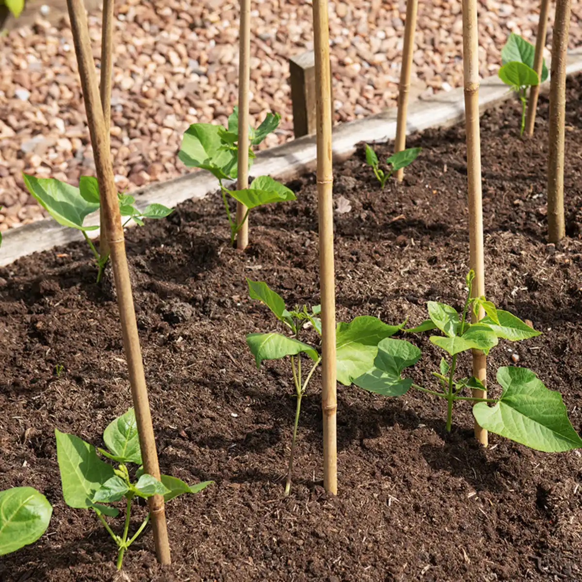 Bild 2 von Powertec Garden XL-Bambusstäbe