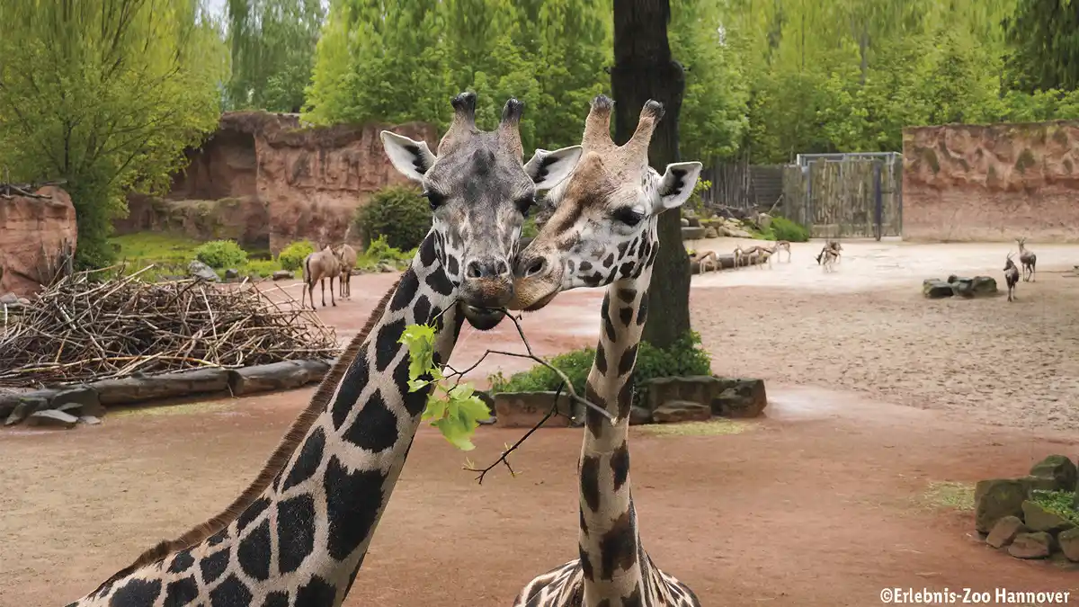 Bild 1 von Erlebnis Zoo Hannover