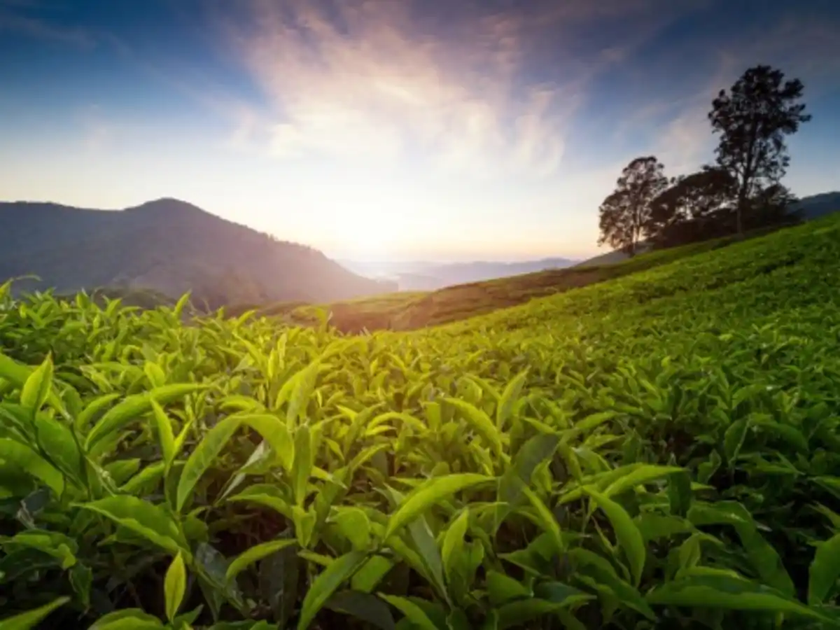 Bild 1 von Rundreisen Malaysia - Höhepunkte Westmalaysias: Individuelle Rundreise ab/bis Kuala Lumpur: Höhepunkte Westmalaysias