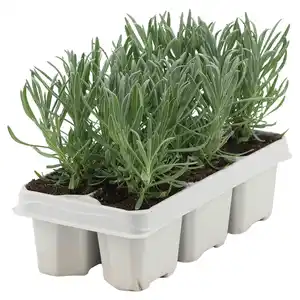 GARDENLINE Lavendel 6er Tray