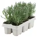 Bild 1 von GARDENLINE Lavendel 6er Tray
