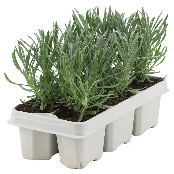 Bild 1 von GARDENLINE Lavendel 6er Tray