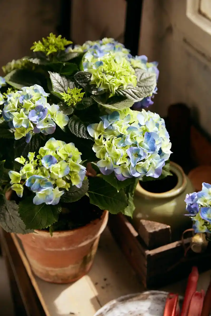 Bild 1 von Hortensie