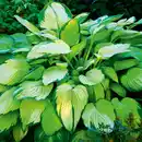 Bild 2 von Funkie Hosta XL