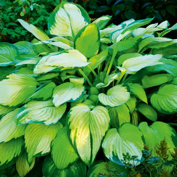 Bild 2 von Funkie Hosta XL