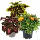 Bild 1 von Balkon-/ Beetpflanzen