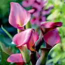 Bild 2 von Calla