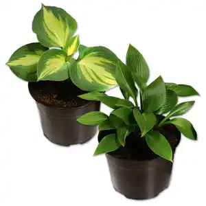 Funkie Hosta XL