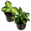Bild 1 von Funkie Hosta XL