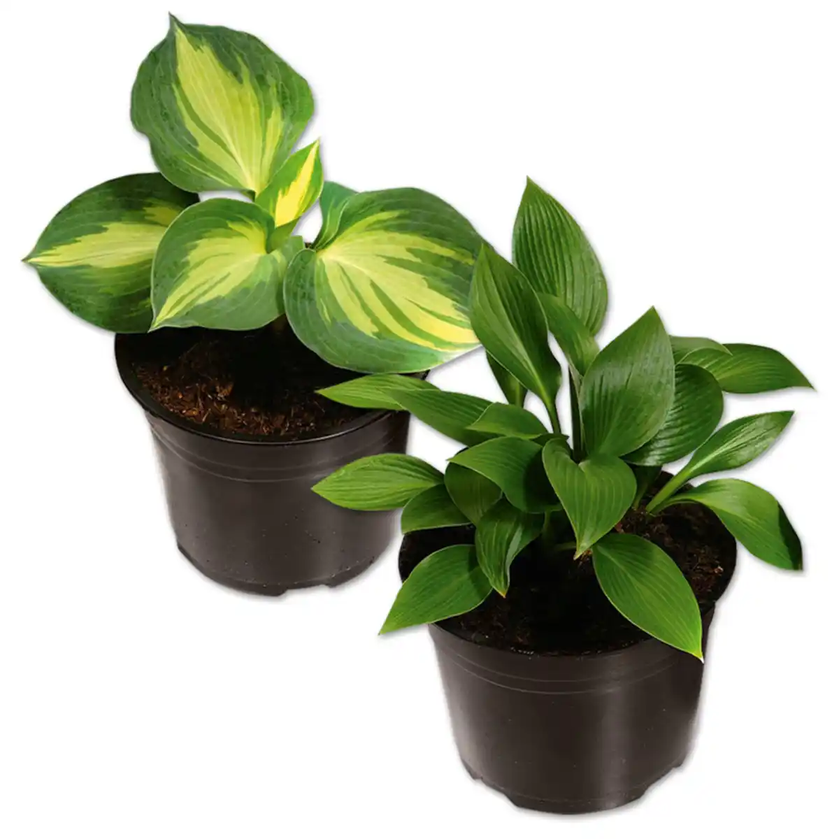 Bild 1 von Funkie Hosta XL