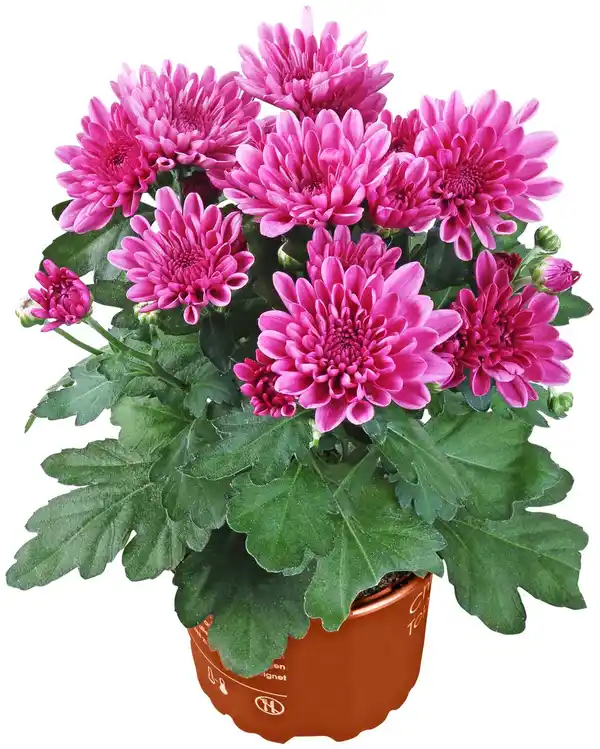 Bild 1 von Chrysantheme