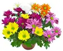 Bild 1 von Chrysantheme