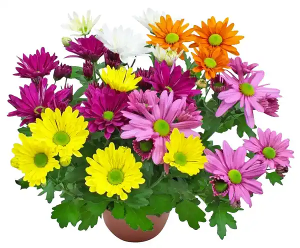 Bild 1 von Chrysantheme