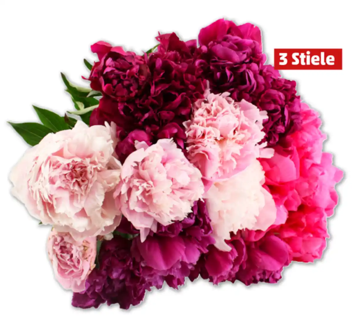 Bild 1 von Pfingstrosen*