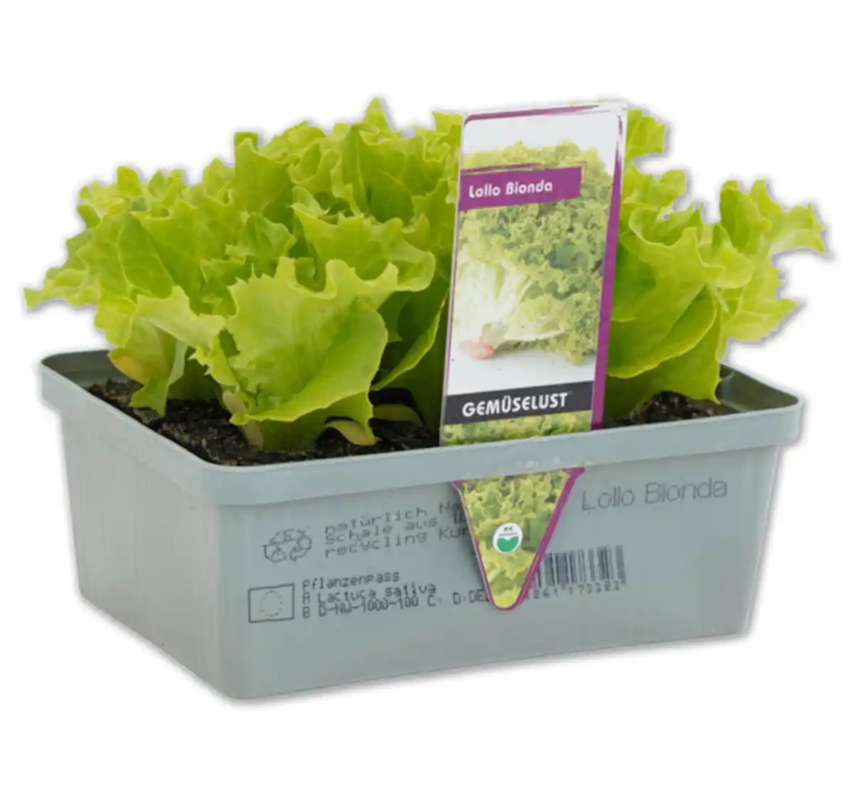 Bild 1 von Versch. Gemüsepflanzen*