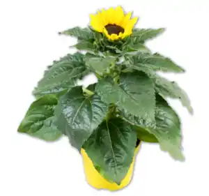 Sonnenblume*