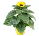 Bild 1 von Sonnenblume*