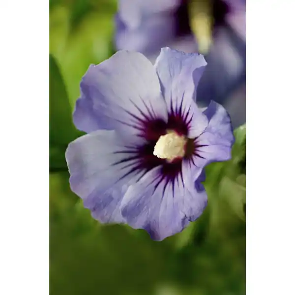 Bild 2 von Garteneibisch, Hibiscus syriacus »Marina«, Blätter: grün, Blüten: zweifarbig