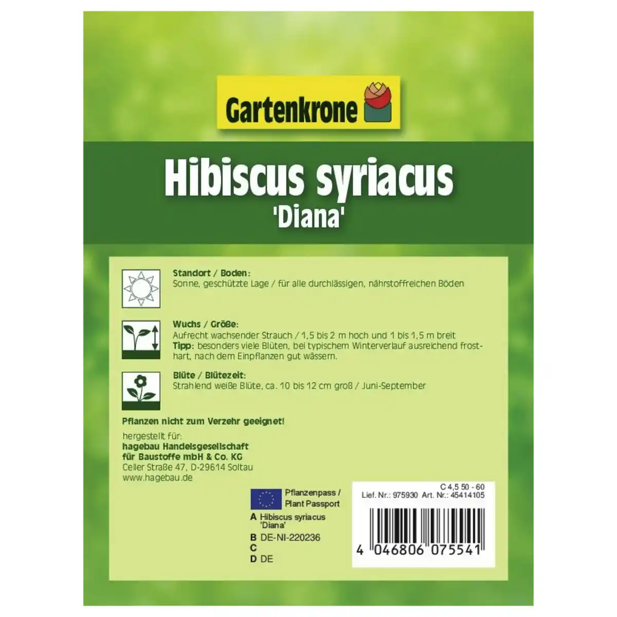 Bild 2 von Garteneibisch, Hibiscus syriacus »Diana«, Blätter: grün, Blüten: weiß