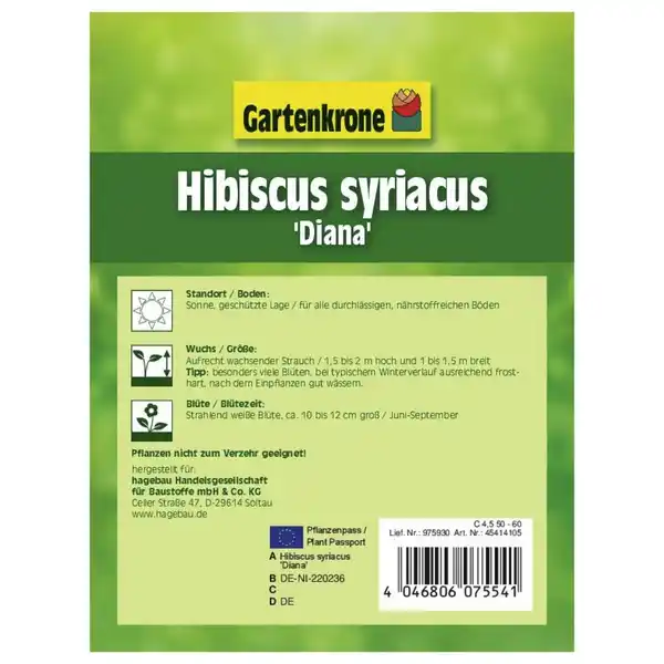 Bild 2 von Garteneibisch, Hibiscus syriacus »Diana«, Blätter: grün, Blüten: weiß