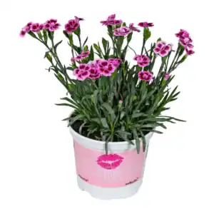GARDENLINE Dianthus „Pink Kisses“