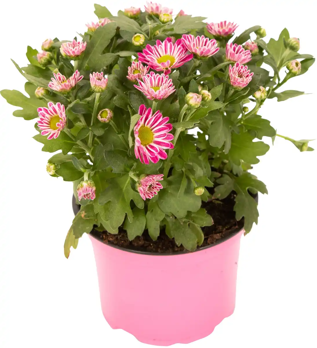 Bild 1 von Chrysantheme Swifty H ca 20 cm 10,5 cm Topf