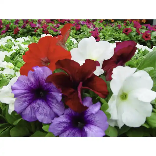 Bild 2 von Petunie, Petunia grandiflorum , Blüte: gemischt, einfach