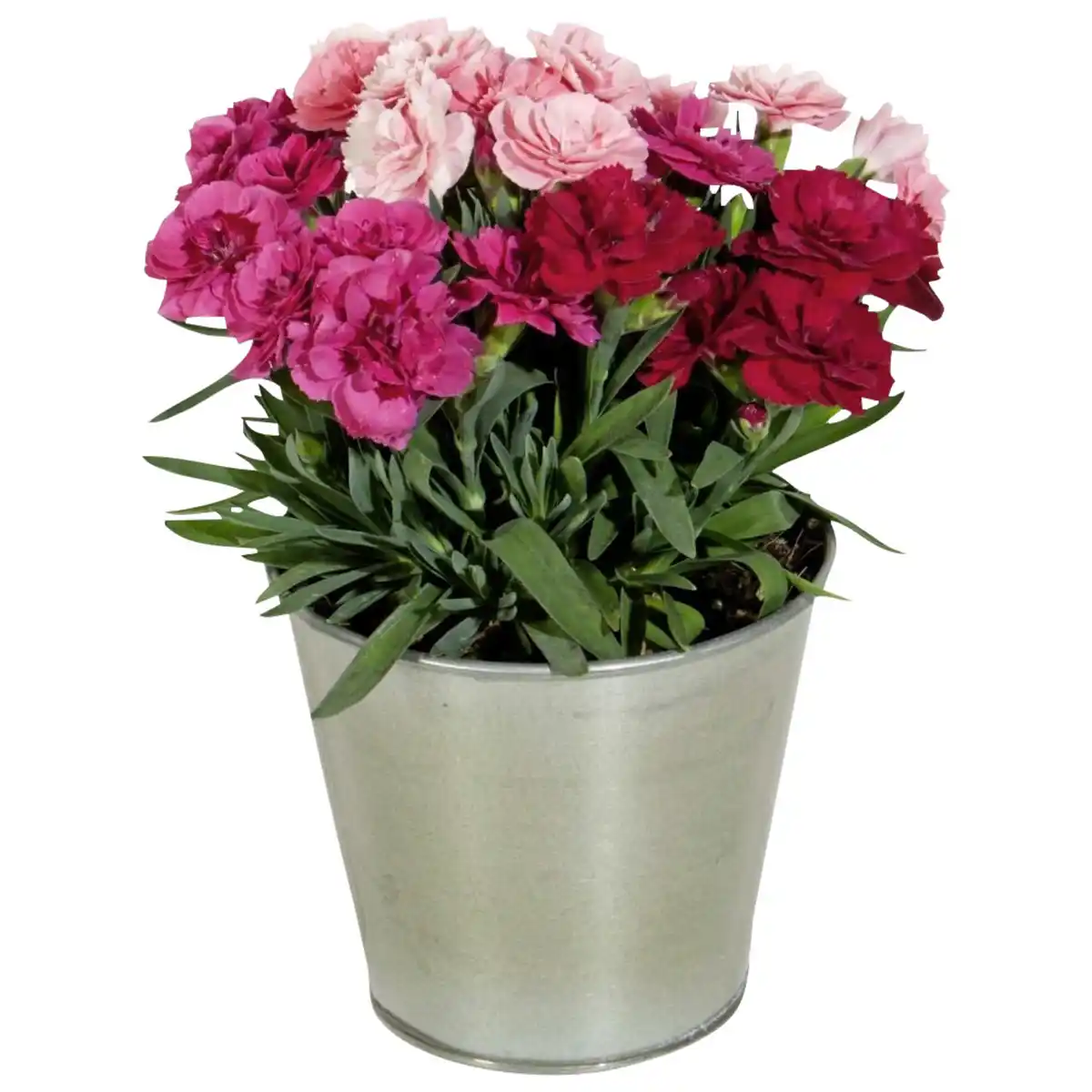 Bild 2 von Edel-Nelke, Dianthus caryophyllus, Blüte: bunt